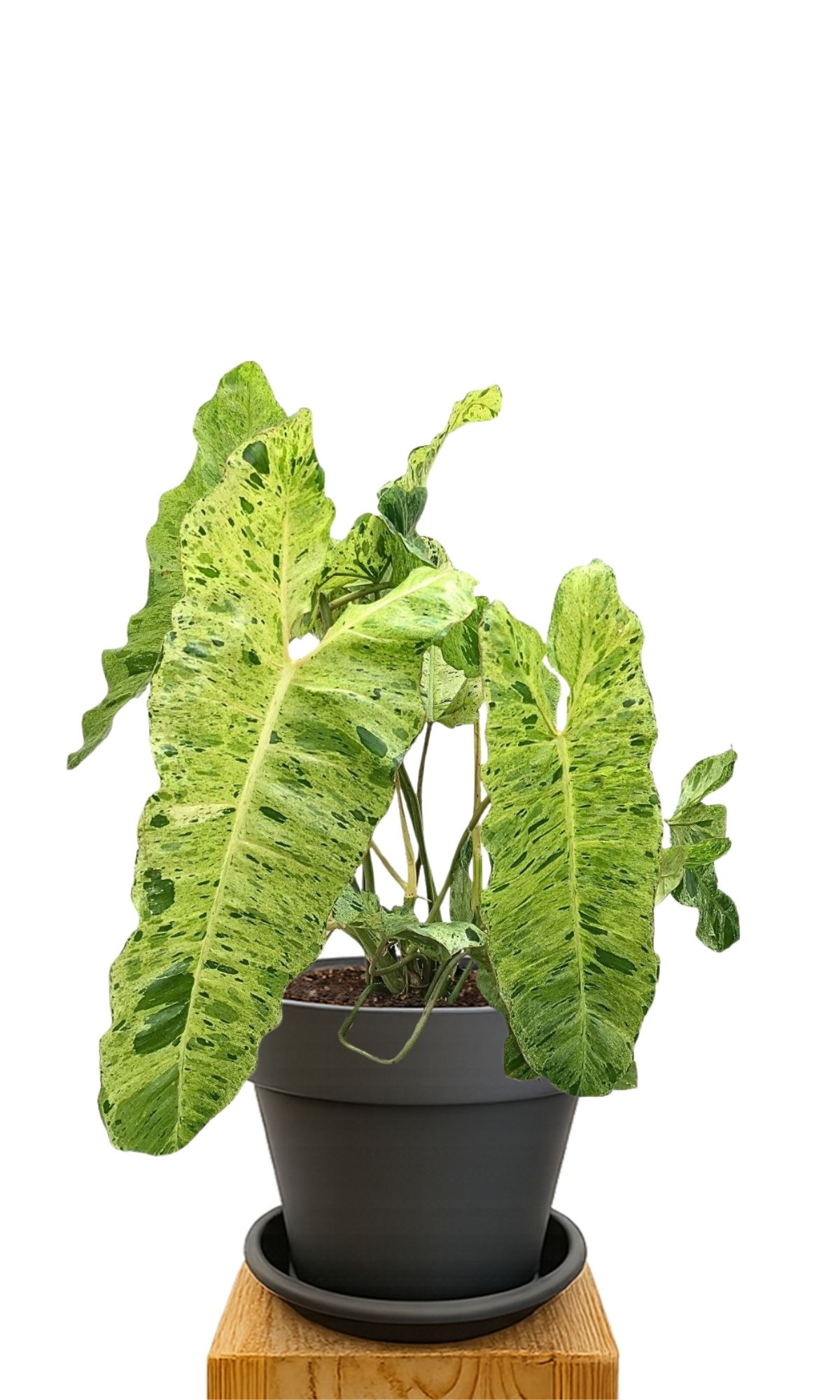 Plant kit 30 Anthracite